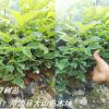紅豆樹，鄂西紅豆樹，江陰紅豆樹，耐寒，江蘇、浙江、四川、云南種植