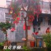 供應(yīng)紅花垂柳，紅千層，串錢柳綠化苗木
