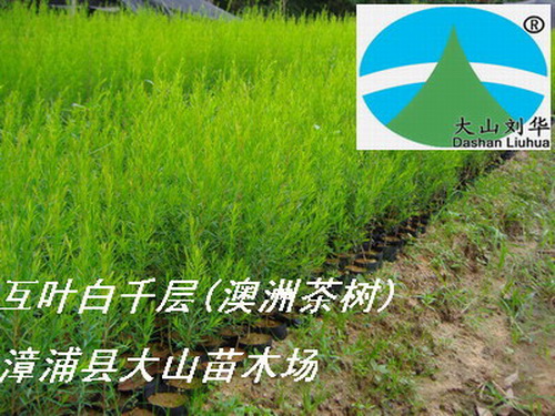 澳洲茶樹(shù)苗（互葉白千層，提取茶樹(shù)油 Tea Tree Oil