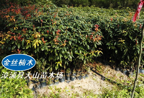 金絲楠木苗（閩楠、小葉楨楠、細(xì)葉楠、香楠）