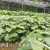 輕木樹(shù)苗 （Balsa、巴沙木、世界上生長(zhǎng)快樹(shù)木)