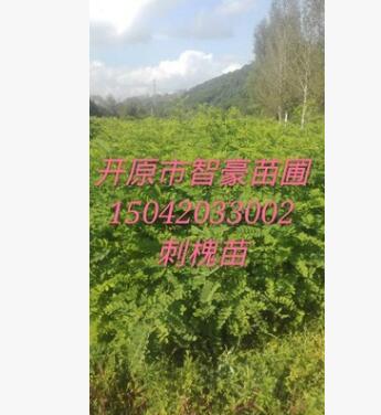 優質苗木刺槐，紫穗槐，大量批發刺槐小苗