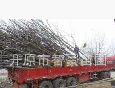 本苗圃常年出售梧桐，辛樹，質量保證