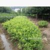 低價批發供應 春夏杜鵑小苗 特色綠化苗木