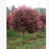 供應湖南紅葉石楠/高桿紅葉石楠樹/紅葉石楠小苗/5公分紅葉石楠