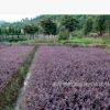 大量批發直銷供應基地綠化工程苗 紅花繼木 量大從優