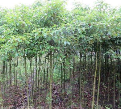 郴州文華花卉苗木批發(fā)香樟生長(zhǎng)迅速適應(yīng)性強(qiáng)