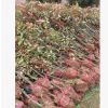 自產直銷紅葉石楠綠化小苗,紅葉石楠扦插苗