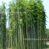庭院種植金鑲玉竹 青竹苗 毛竹苗 紫竹苗 包成活盆栽竹子苗