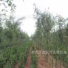 6-7-8-公分皂角樹價格 出售山東皂角苗