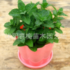 批發(fā)檸檬薄荷苗 盆栽食用綠薄荷草 吸毒草 驅(qū)蚊草香草植物 舉報(bào)