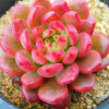 批發(fā)紅寶石多肉盆栽 多肉植物 辦公室內(nèi)桌面植物四季盆栽多肉植物