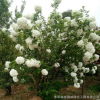 供應(yīng)綠化苗木優(yōu)質(zhì)繡球八仙花 木繡球 大量批發(fā) 價(jià)格實(shí)惠