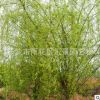綠化環境風景樹 道樹綠化花木垂柳 苗木垂柳 柳樹批發