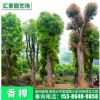 香樟移植香樟樹再生原生香樟樹苗全冠香樟樹3-60公分基地批發銷售
