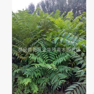 泰安批發(fā)零售 香椿苗品種 大棚香椿苗