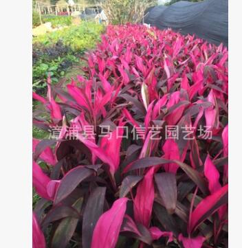 漳州銷售大葉朱焦 亮葉朱焦價(jià)格報(bào)價(jià)亮葉朱焦種植場(chǎng)