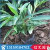 福建優質花葉良姜銷售|花葉良姜價格 花葉良姜批發