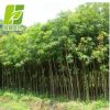 基地供應(yīng)大量重陽木小苗 綠化工程行道樹 重陽木規(guī)格齊全批發(fā)