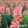 批發(fā)草本植物金魚草 花色艷麗金魚草耐寒 綠植草花金魚草 直供
