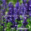 批發(fā)薰衣草種苗 薰衣草苗 園林植物 香草種苗 觀光植物 基地直供