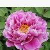 觀賞牡丹苗 綠植盆栽植物 精品牡丹花苗 洛神 牡丹苗 當(dāng)年開花