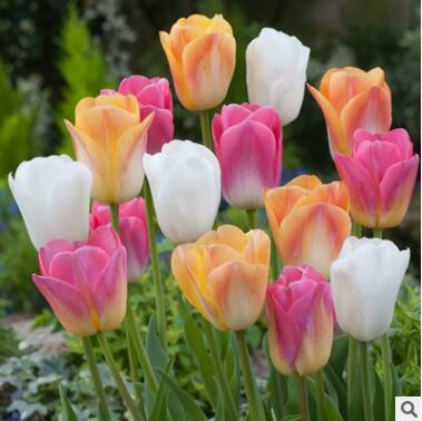 花卉郁金香種球大球秋冬自然球庭院陽臺(tái)盆栽多年生郁金香種子