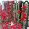 薔薇花苗爬藤月季玫瑰四季開花爬墻攀援綠植庭院室內花卉盆栽植物