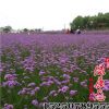 花海景觀花草種子批發 柳葉馬鞭草種子 發芽率高 馬鞭草種子