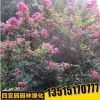 紅火球紫薇工程綠化苗木批發紫薇樹苗 叢生紅花紫薇苗 規格全