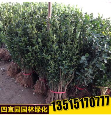 綠籬植物批發(fā) 大葉黃楊苗冬青小苗大葉黃楊小苗 規(guī)格齊全工程綠化
