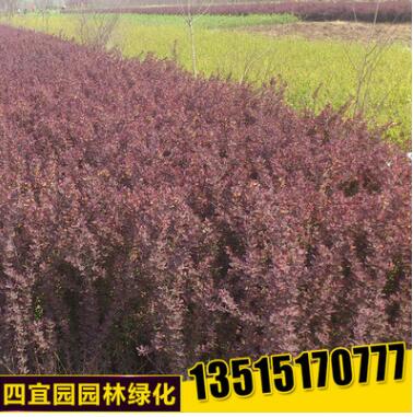 批發(fā)紅葉小檗小苗 紅葉小檗工程綠化苗規(guī)格齊全紅葉小檗樹苗