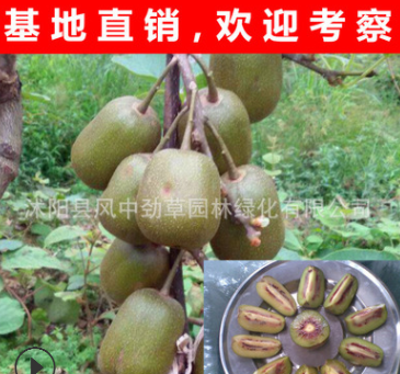基地新品種 紅心獼猴桃苗 獼猴桃嫁接苗 紅陽 果樹苗新品種 現(xiàn)貨
