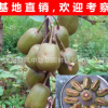 基地新品種 紅心獼猴桃苗 獼猴桃嫁接苗 紅陽 果樹苗新品種 現貨