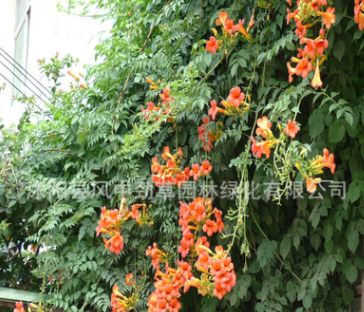 凌霄苗直銷 攀援花卉 美國凌霄花苗 藤本植物 攀爬快 垂體綠化