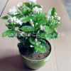 批發(fā)供應(yīng)盆栽花苗白色茉莉花苗木盆栽地栽植物芳香四溢品種全