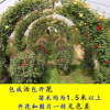 薔薇花 藤本月季批發 爬藤植物庭院陽臺盆栽玫瑰歐月爬墻攀援花卉