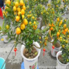 批發 盆景盆栽 花卉 橘子盆栽 青橘子盆栽 品種齊全
