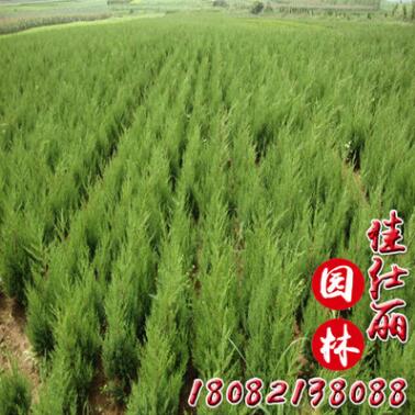 基地供應(yīng)蜀檜四季常青小檜柏 北京檜柏小樹綠化北京檜柏