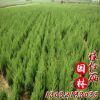 基地供應蜀檜四季常青小檜柏 北京檜柏小樹綠化北京檜柏