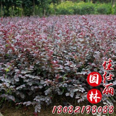 批發(fā)庭院綠化工程苗 紅花繼木小苗 球類 彩色綠化苗木盆栽批發(fā)