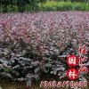 批發庭院綠化工程苗 紅花繼木小苗 球類 彩色綠化苗木盆栽批發