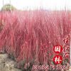 綠化苗木批發 紅瑞木 紅馬球 叢生紅瑞木苗 工程綠化 規格齊全