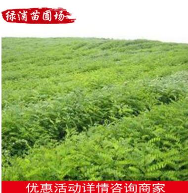綠化樹苗批發(fā) 綠化苗木 木槿苗木出售