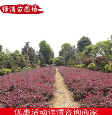 紅花繼木小苗庭院工程綠化小苗 紅花繼木