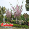 批發(fā)嫁接日本櫻花苗庭院公園小區(qū)種植觀賞櫻花苗 品種全 量大從優(yōu)
