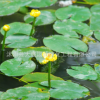 批發(fā)優(yōu)質(zhì)水生植物 萍逢草 別名黃金蓮 萍逢蓮 水生花卉 品種齊全