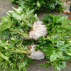 基地直銷八角金盤苗 八手苗手樹 批發(fā)綠化工程苗 量大優(yōu)惠
