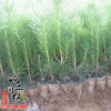大量批發(fā)優(yōu)質(zhì)綠化樹苗 黑松小苗 黑松樹苗 四季常青植物 量大從優(yōu)