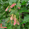 基地直銷工程綠化苗木三角楓小苗規(guī)格齊全行道風景樹成活率高